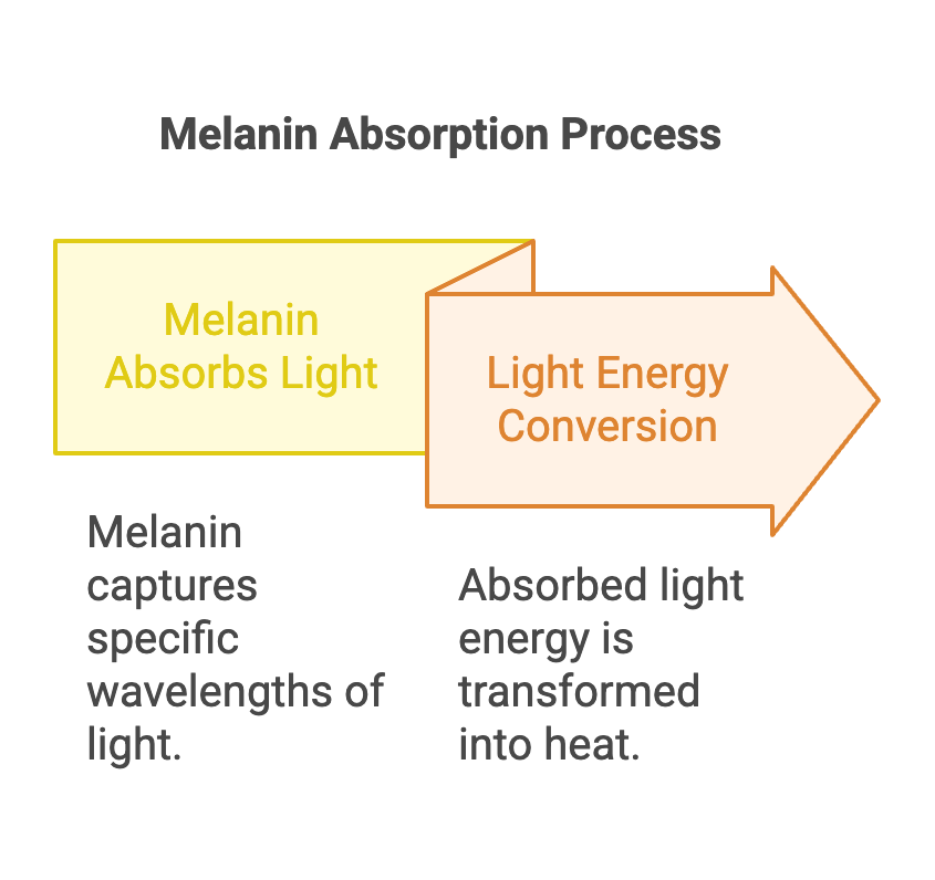 SEV How Does Melanin Absorption Work